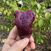 沙地现挖新鲜新疆紫薯紫色红薯地瓜糖心流油番薯山芋地瓜 顺丰