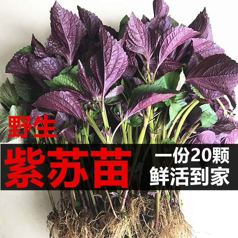 带根紫苏苗农家新鲜紫苏叶晒制紫苏叶干去腥食用香料紫苏苗盆栽