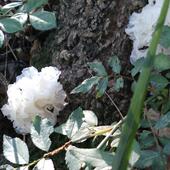 新品 天然通江银耳椴木雪耳白木耳孕妇珍品级雪耳无硫糯