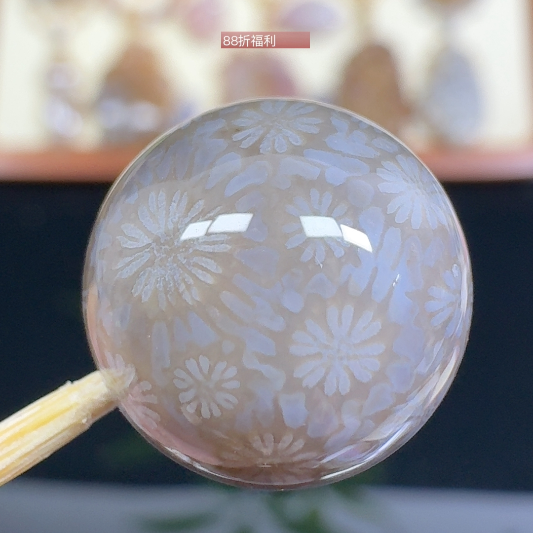 冰润小雏菊花 14+