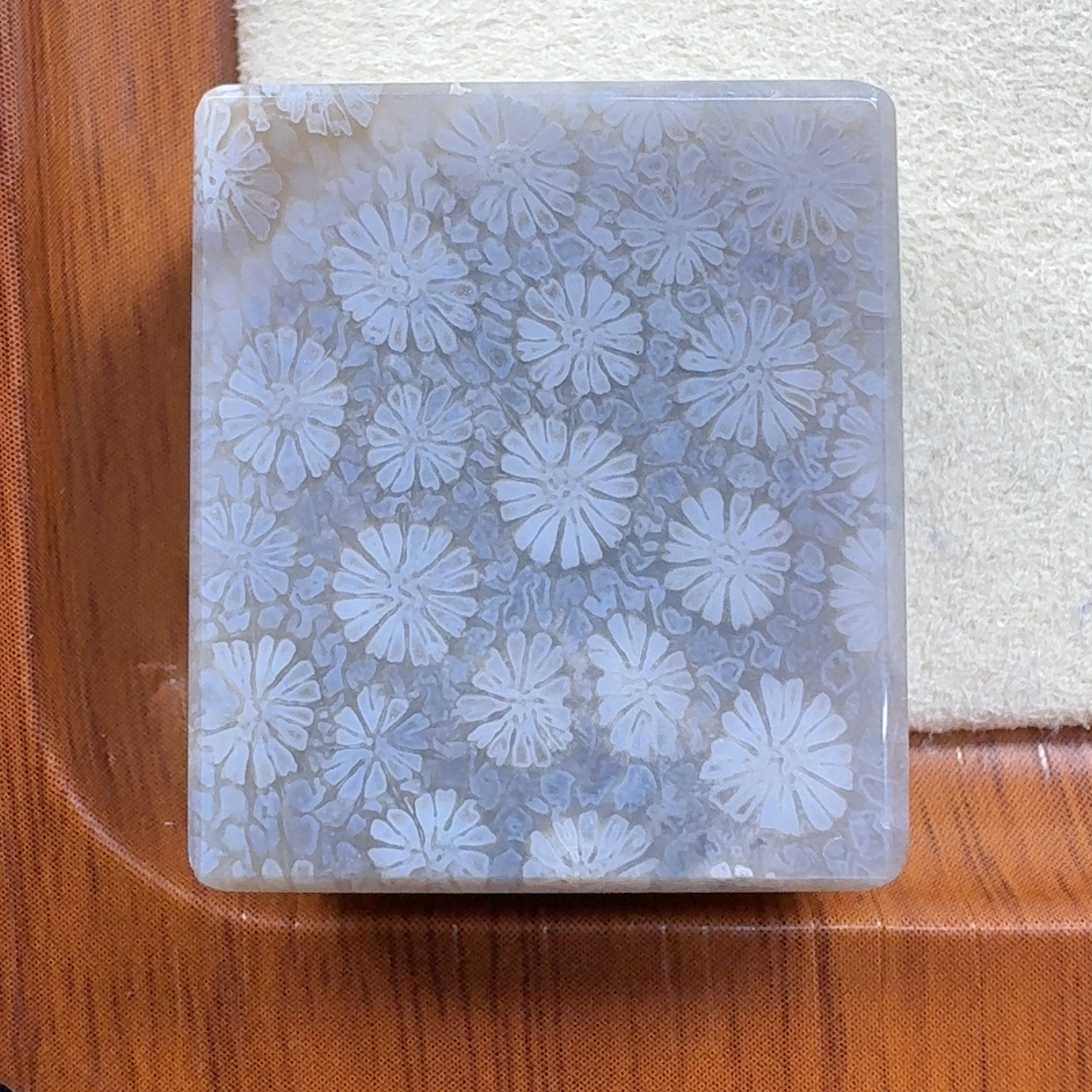 蓝冰绽放小雏菊花 80漏50