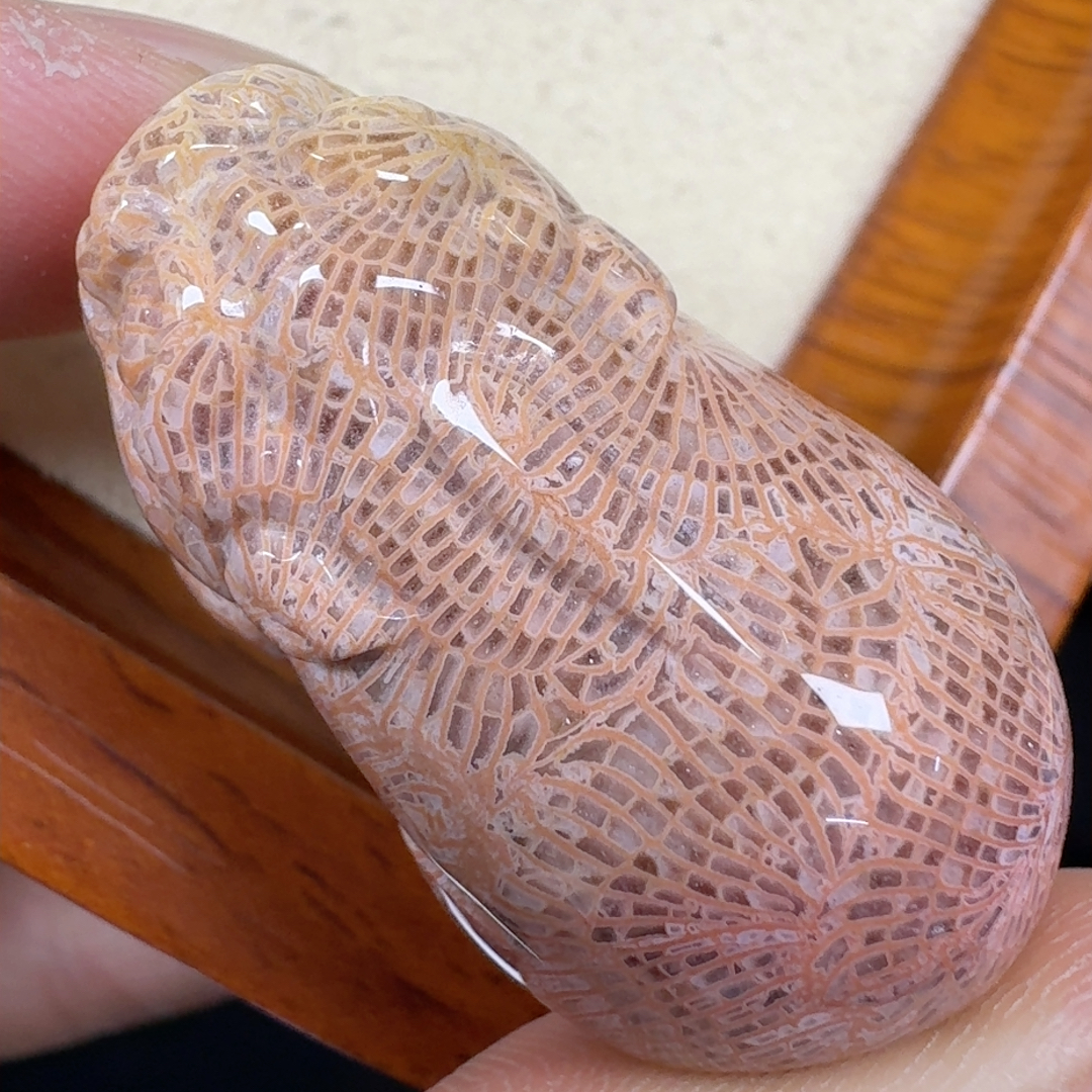 粉凤尾细闪  貔貅