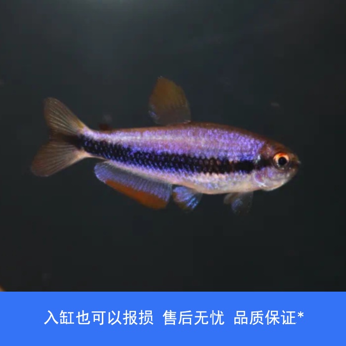 【睡觉2021】超级Du药超毒电光灯鱼观赏鱼草缸南美小型热带观赏鱼