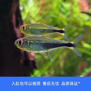 【睡觉2021】哥伦比亚梅塔蓝线小型热带鱼草缸鱼群游宠物悬停鱼