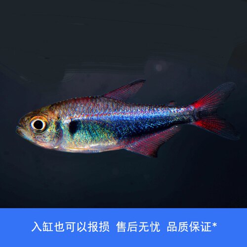 【睡觉2021】血翅蓝帝王红尾帝王蓝灯灯鱼高端南美小型热带观赏鱼