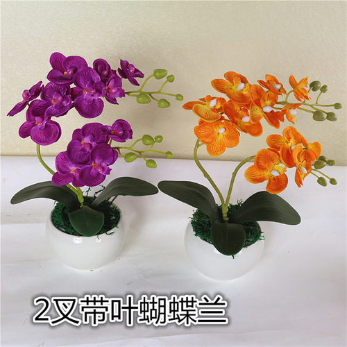 蝴蝶兰叶子多少钱 蝴蝶兰叶子价格 小麦优选