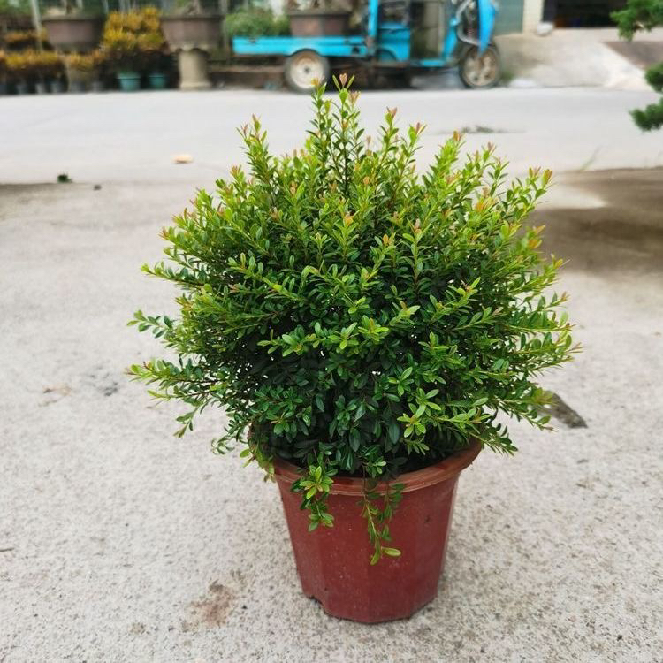 小叶赤楠盆景植物四季常青小盆栽