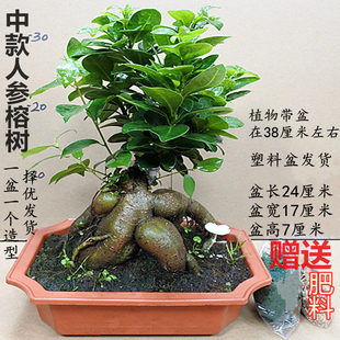 人参榕金钱榕榕树盆景树桩老桩室内外阳台花卉绿植盆栽观叶植物