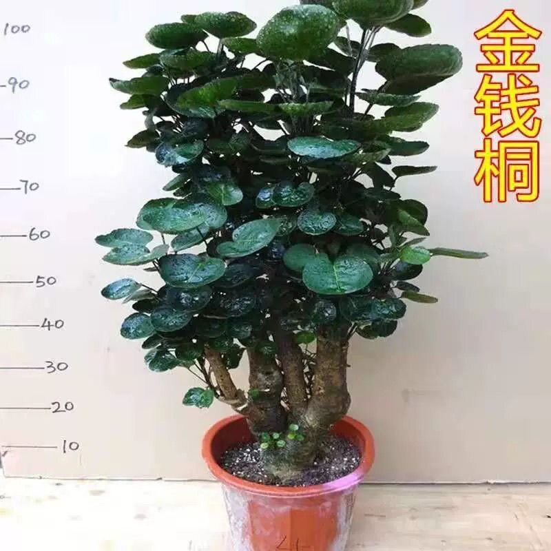 大型绿植金钱兜福禄桐盆栽客厅发财树盆景金钱树圆叶钱串子绿植图片