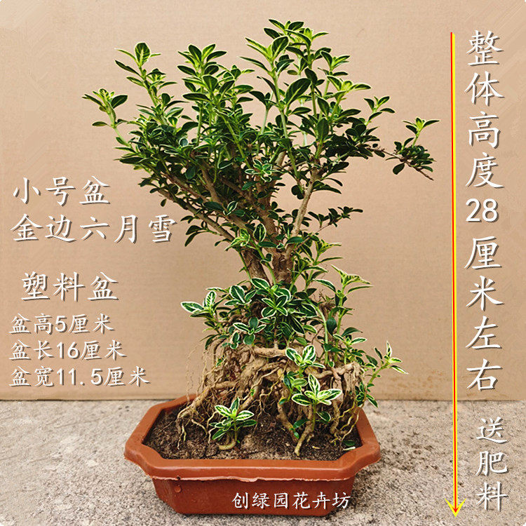 六月雪绿植盆栽 植物花卉金边六月雪老桩提根室内外阳台树桩盆景