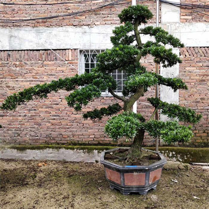 大型罗汉松园艺盆景树桩盆栽植物四季常青绿植庭院台湾金钻迎客松