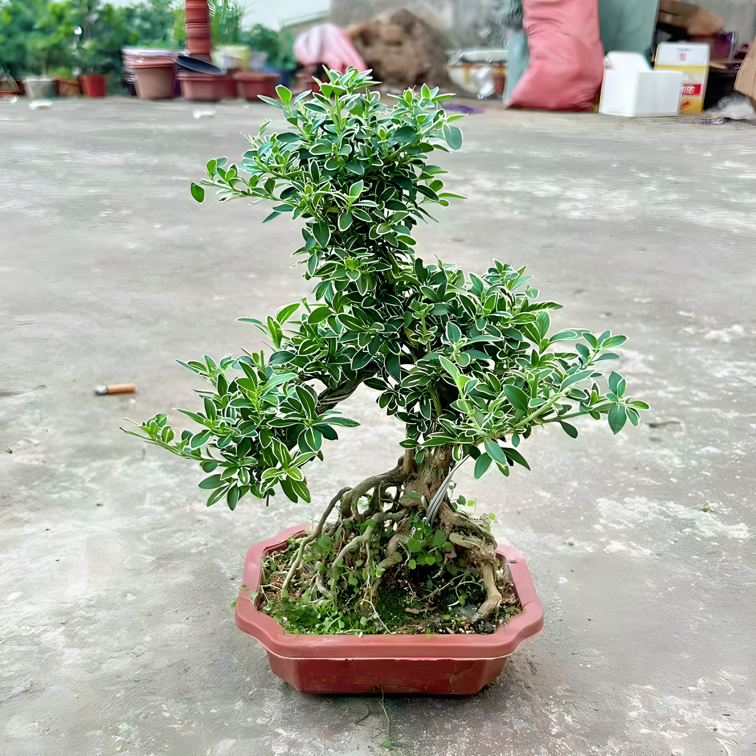 六月雪盆景老桩提根金边绿植盆栽