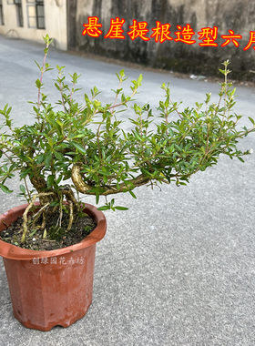 悬崖六月雪盆栽老桩提根四季常青