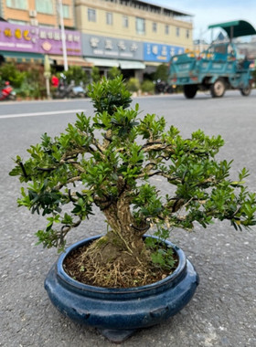 名贵黄杨树盆栽造型老桩客厅办公室绿植花卉小叶雀舌黄杨四季常青