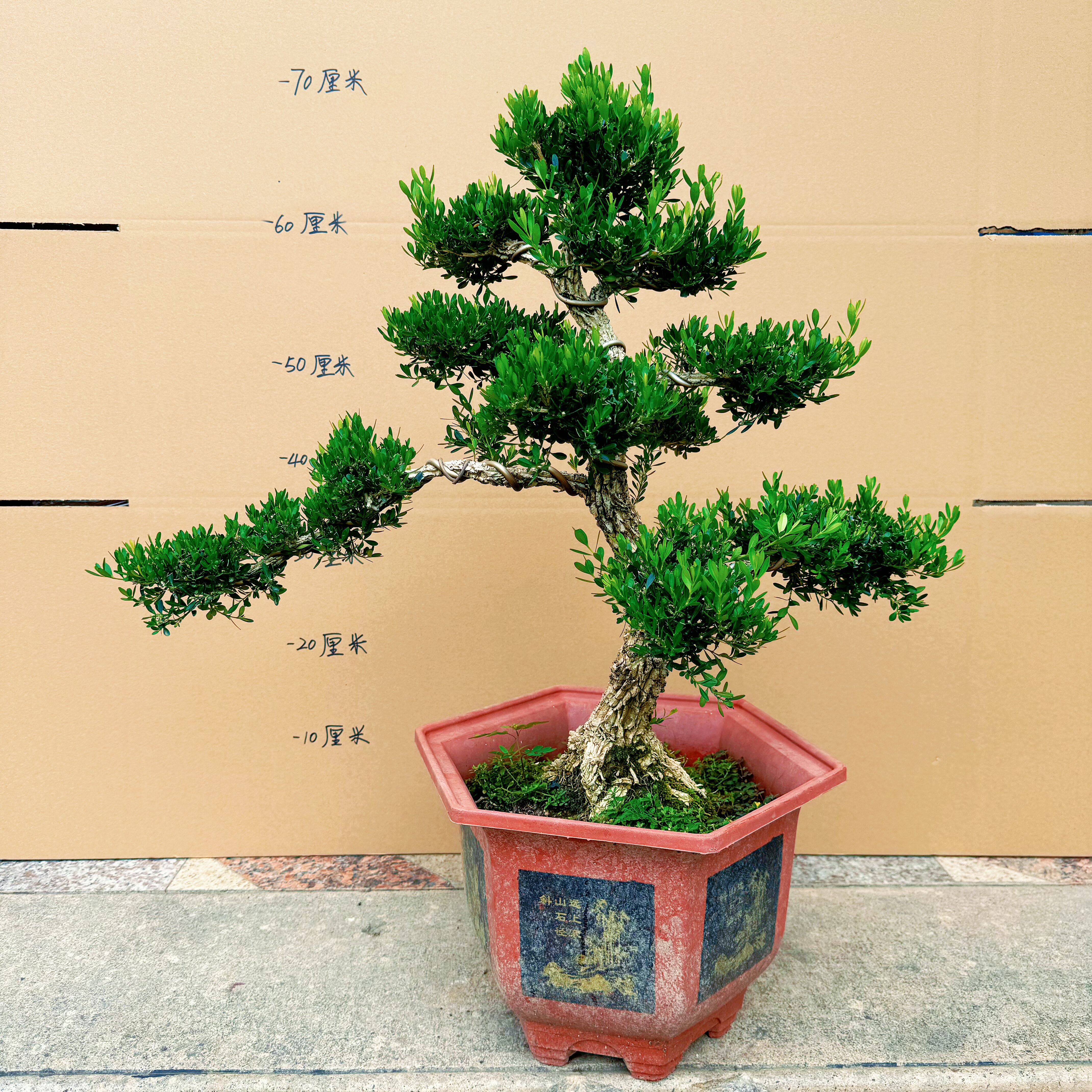 四季常青黄杨树盆栽造型老桩室内客厅办公室绿植花卉小叶雀舌黄杨