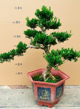 四季常青黄杨树盆栽造型老桩室内客厅办公室绿植花卉小叶雀舌黄杨