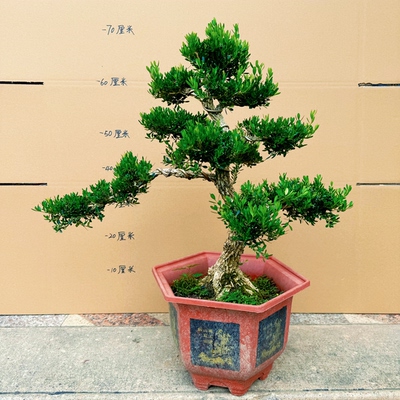 四季常青黄杨树盆栽造型老桩室内客厅办公室绿植花卉小叶雀舌黄杨