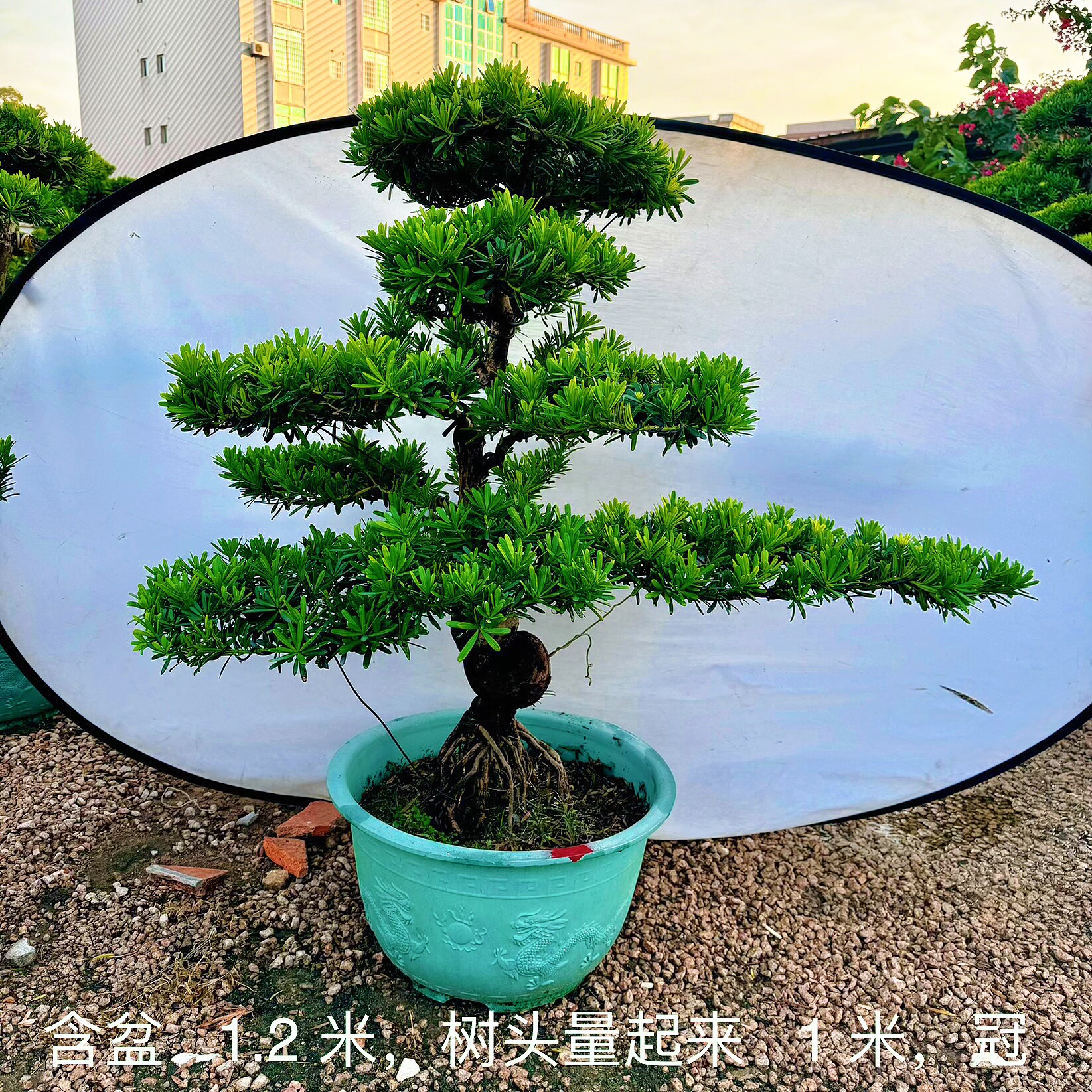 罗汉松高端罗汉松盆景真树庭院老桩名贵迎客松迎客松盆栽植物好养