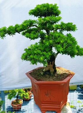 一物一拍造型罗汉松盆景树桩盆栽植物四季常青绿植室外阳台迎客松