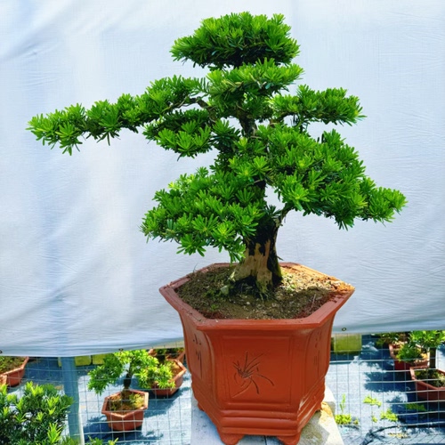 室外庭院阳台罗汉松盆栽迎客松