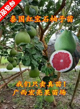 红宝石柚子苗当年结果柚子苗红肉