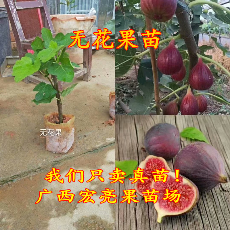 无花果苗 格莱斯无花果树苗 当年结特大果树苗 带土带叶发货 鲜花速递/花卉仿真/绿植园艺 果树 原图主图