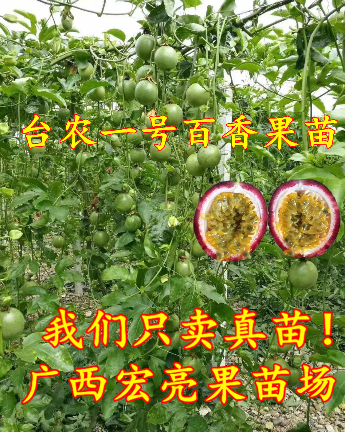 台农一号百香果苗 高产百香果苗 台农一号百香果苗 带土带叶包邮 - 实物图