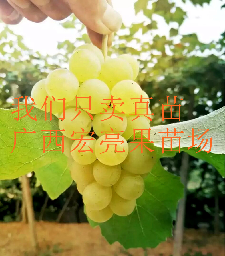 水晶葡萄苗爬藤地栽盆栽果甜多汁改良品种高产带土带叶当年结果