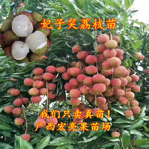 广西高产当年结果荔枝嫁接苗
