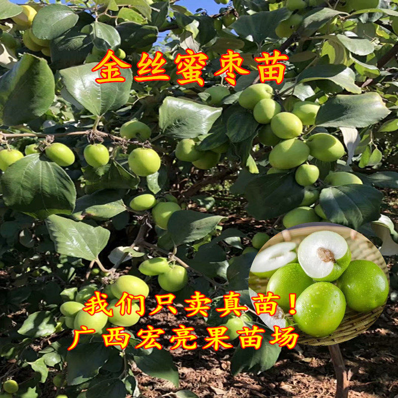 金丝蜜枣苗 脆王超甜金丝蜜枣 当年挂果 优质嫁接树苗 带土带叶发