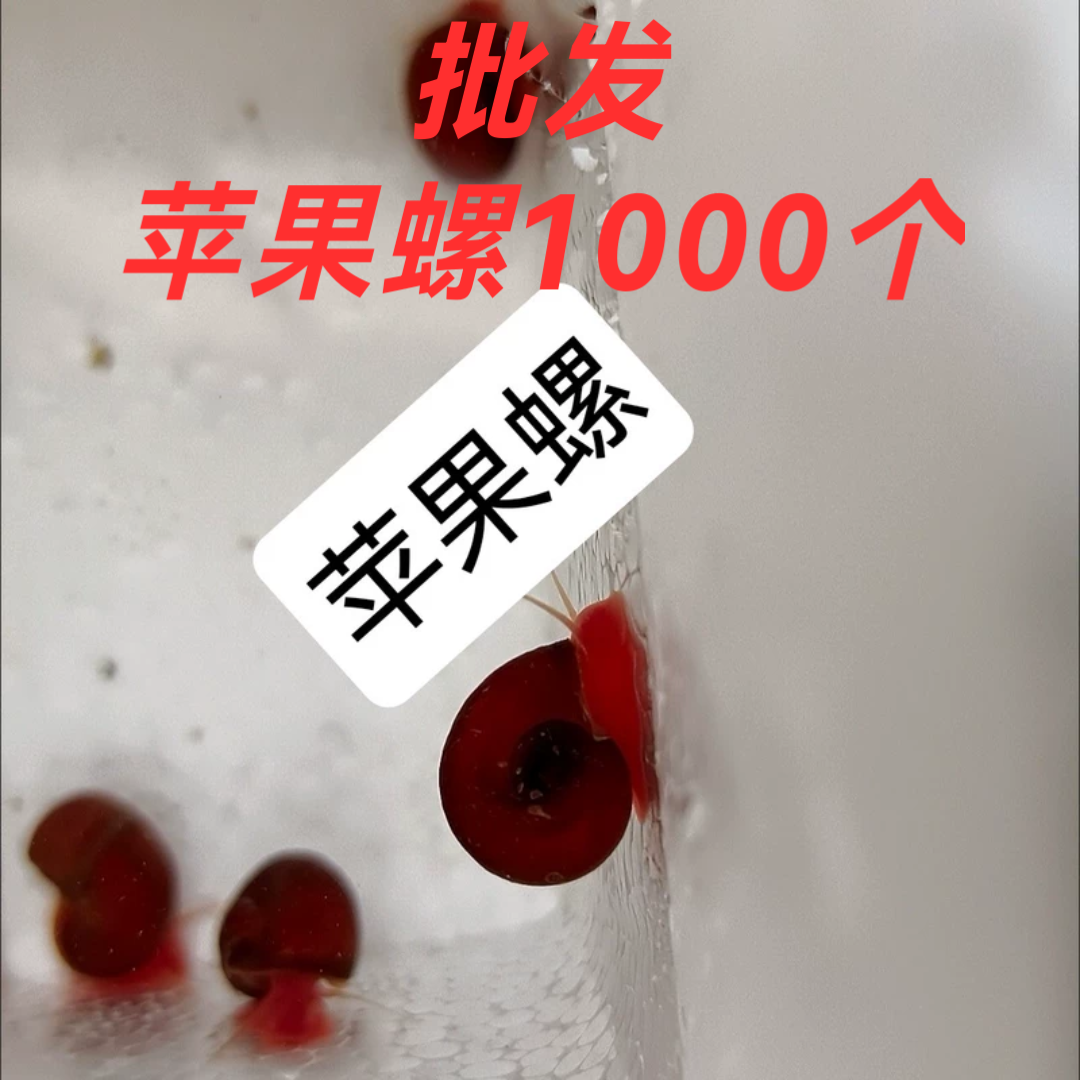 鱼龟饲料螺观赏螺蜗牛工具螺水草缸除苔清理残食清洁螺