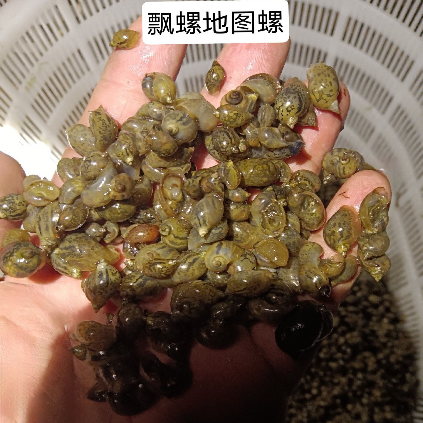 飘螺地图螺小乌龟活体饲料壳薄原生螺地图螺冷水螺水蜗牛