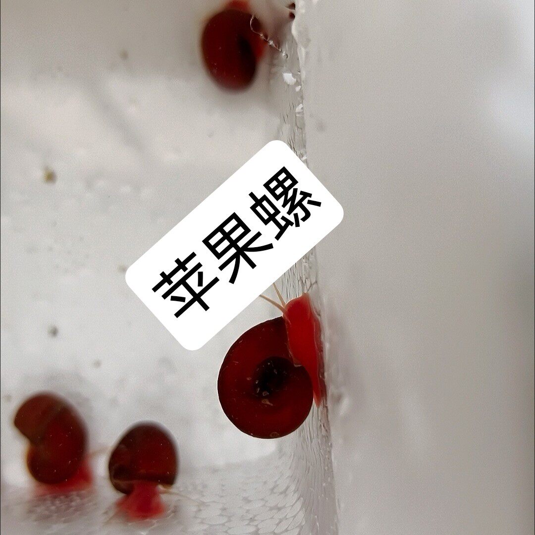 鱼龟饲料螺观赏螺蜗牛工具螺水草缸除苔清理残食清洁螺