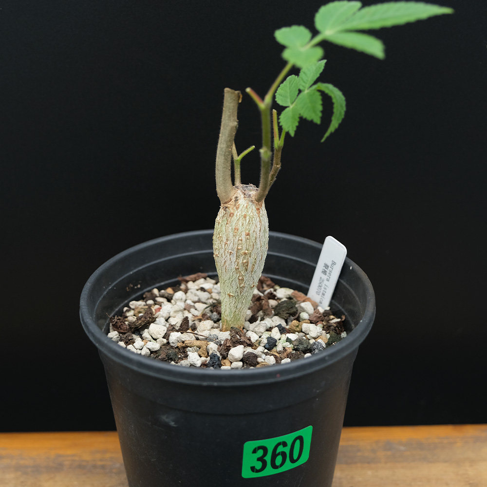 地峡裂榄bursera isthmica 稀有橄榄 裂榄 块根植物 一物一拍