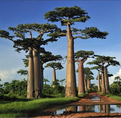 塔塔猴面包树 Adansonia digitata 多肉块根盆景植物 曲奇的花园