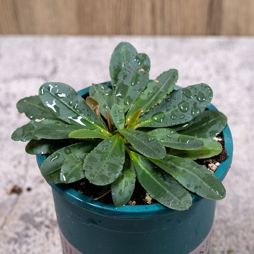 樱花大戟实生开花株一物一拍