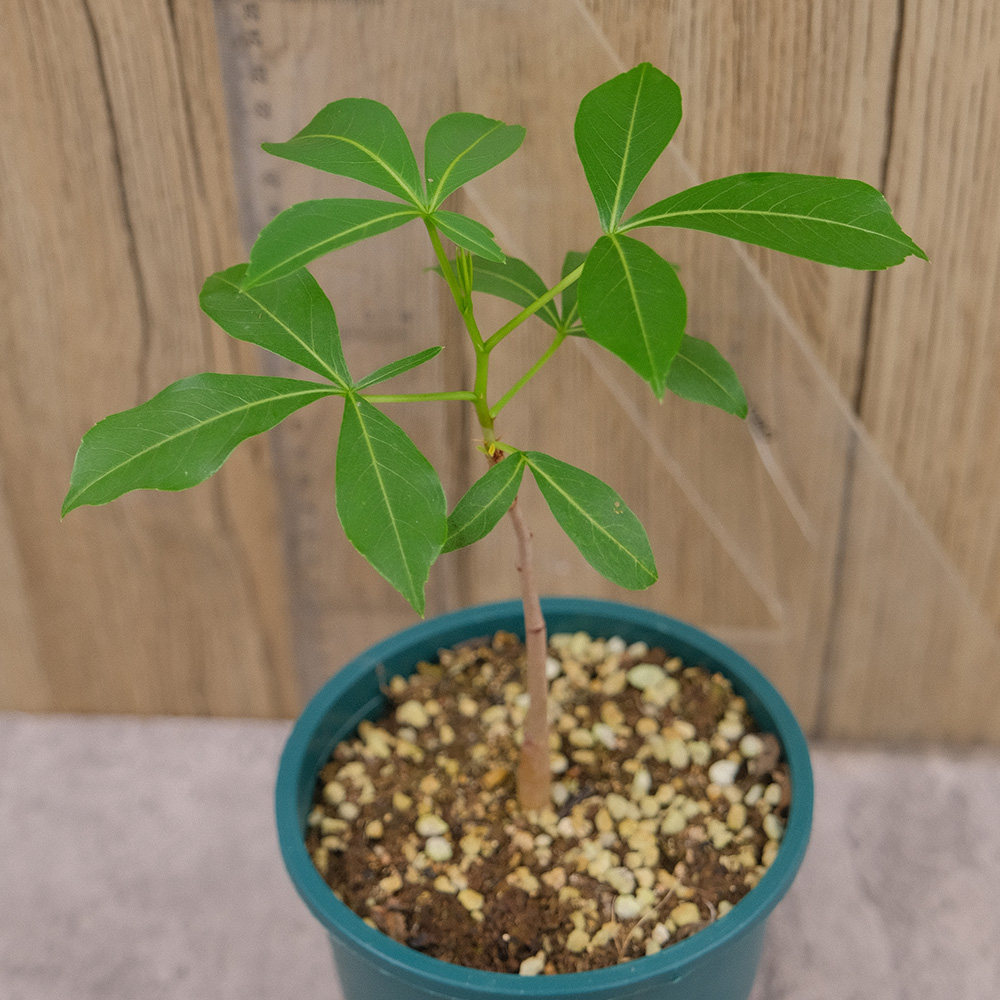澳大利亚猴面包树adansonia gregorii多肉块根盆景植物曲奇的花园