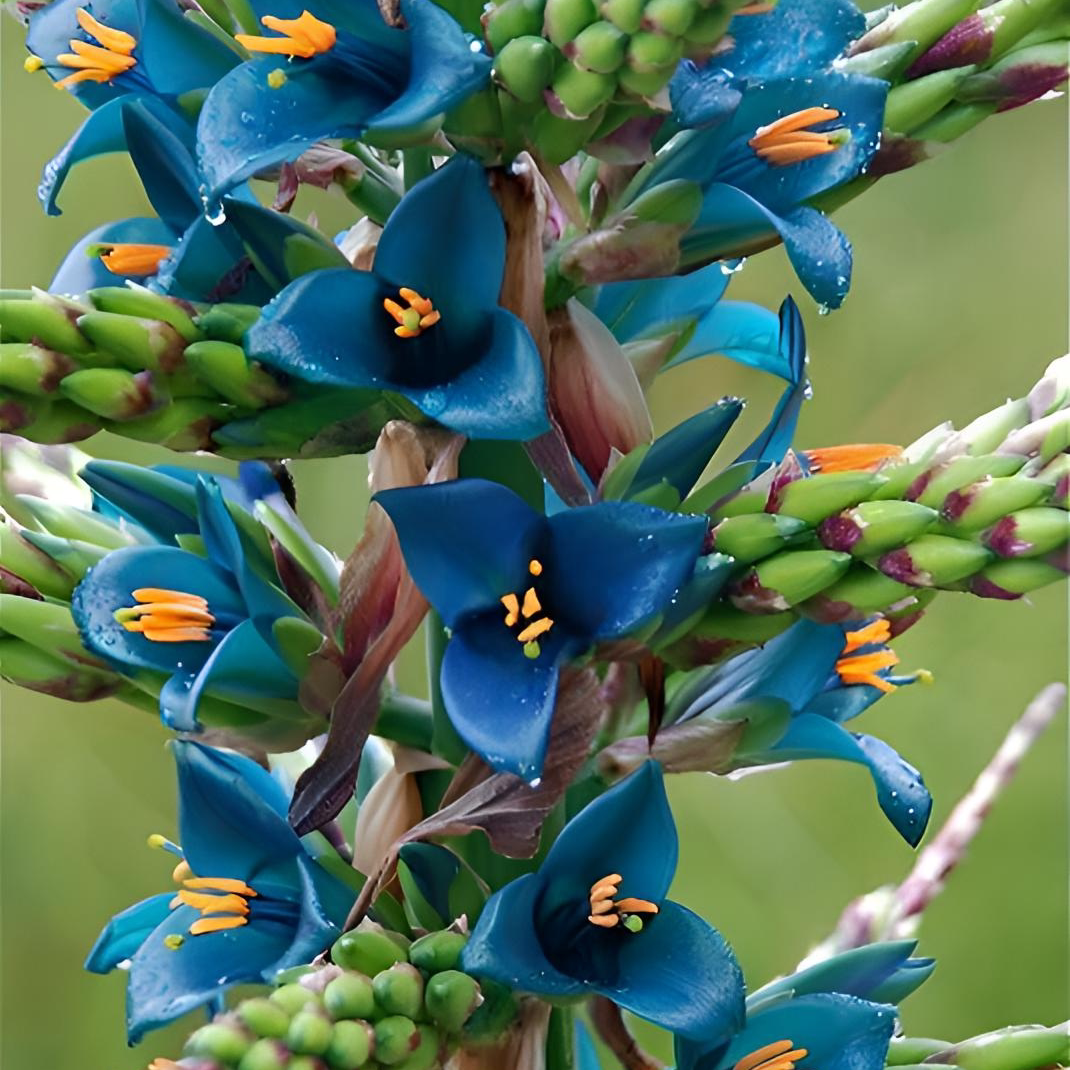 蓝宝石塔 普利亚凤梨 Puya alpestris 高山种 块根植物 耐旱 耐热