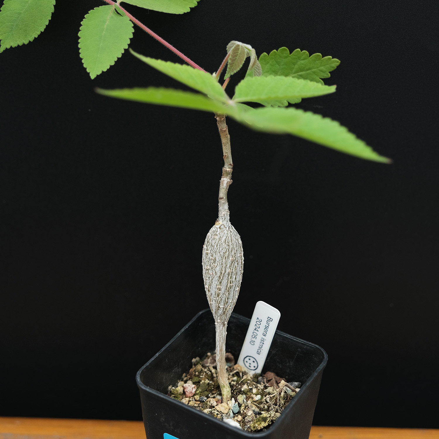 bursera isthmica 稀有橄榄 裂榄 块根植物 一物一拍