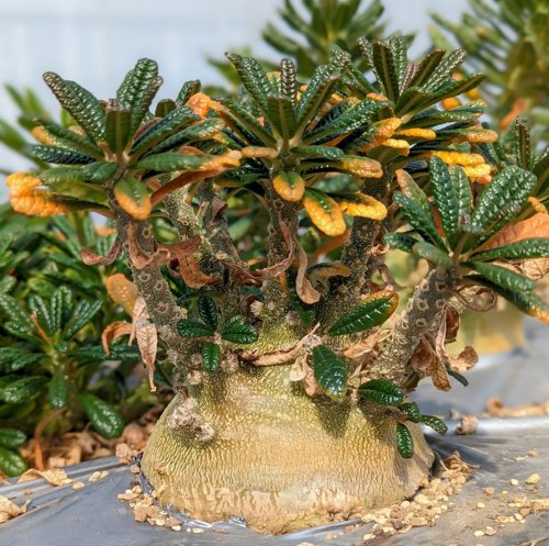 巨琉桑一物一拍块根植带盆包邮