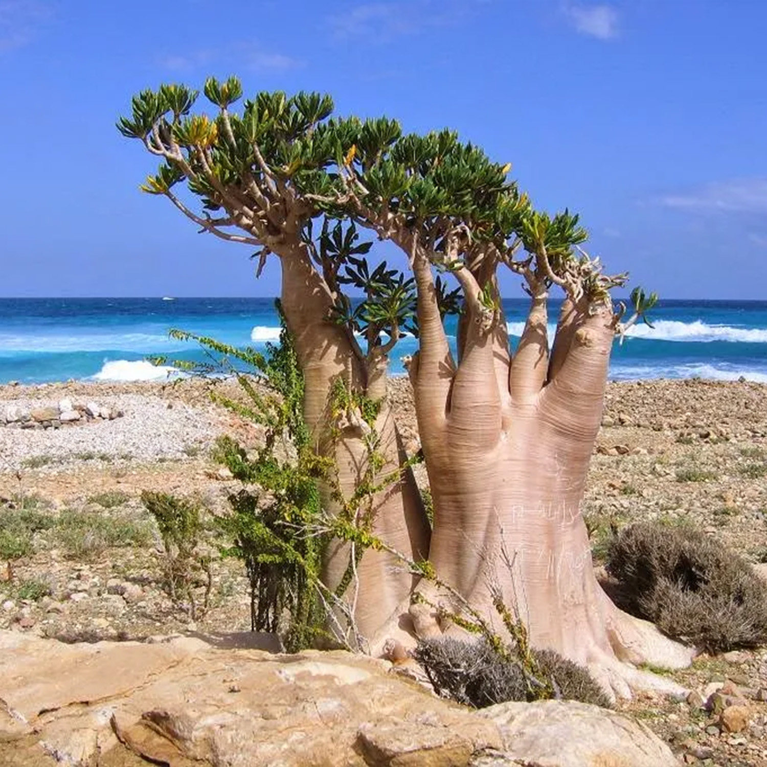 索科特拉沙漠玫瑰 Adenium socotranum 一物一拍 包品种对版 实生