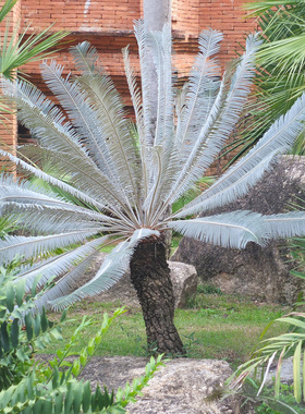 泰国银叶铁树 Cycas sp. 'Silver' 块根植物 22年籽播 一物一拍