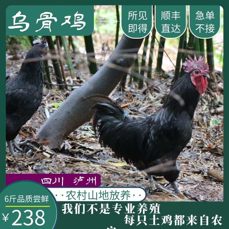 泸州乡村乌骨鸡乡下土鸡四川现杀散养月子鸡非冷冻顺丰笨老母公鸡