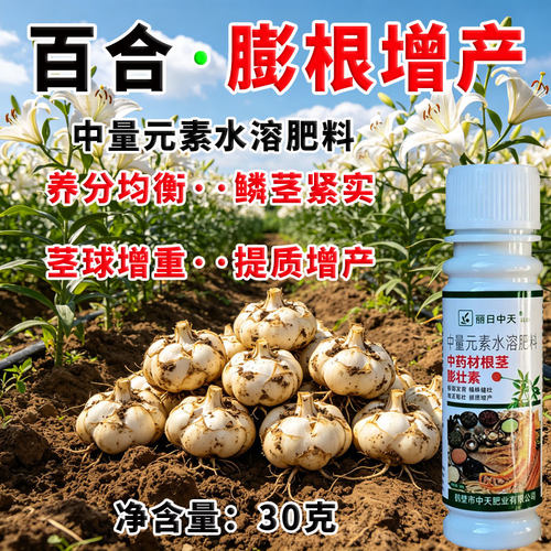 百合根球紧实圆润叶面肥单球增重