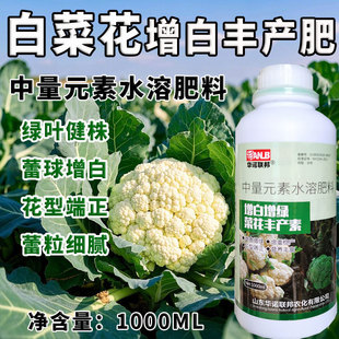 白菜花丰产素绿叶健株蕾球发育球形周正蕾粒白嫩单球增重增产增收