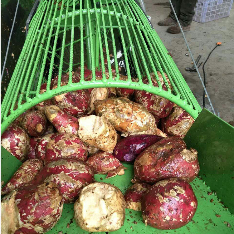 自动清洗上料红薯土豆萝卜清洗机