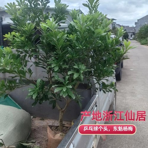 杨梅树苗仙居东魁杨梅大树苗