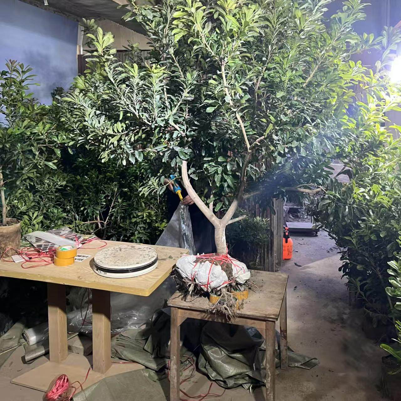 浙江仙居东魁杨梅大树嫁接苗6年原土球带叶整颗四季常青庭院南方