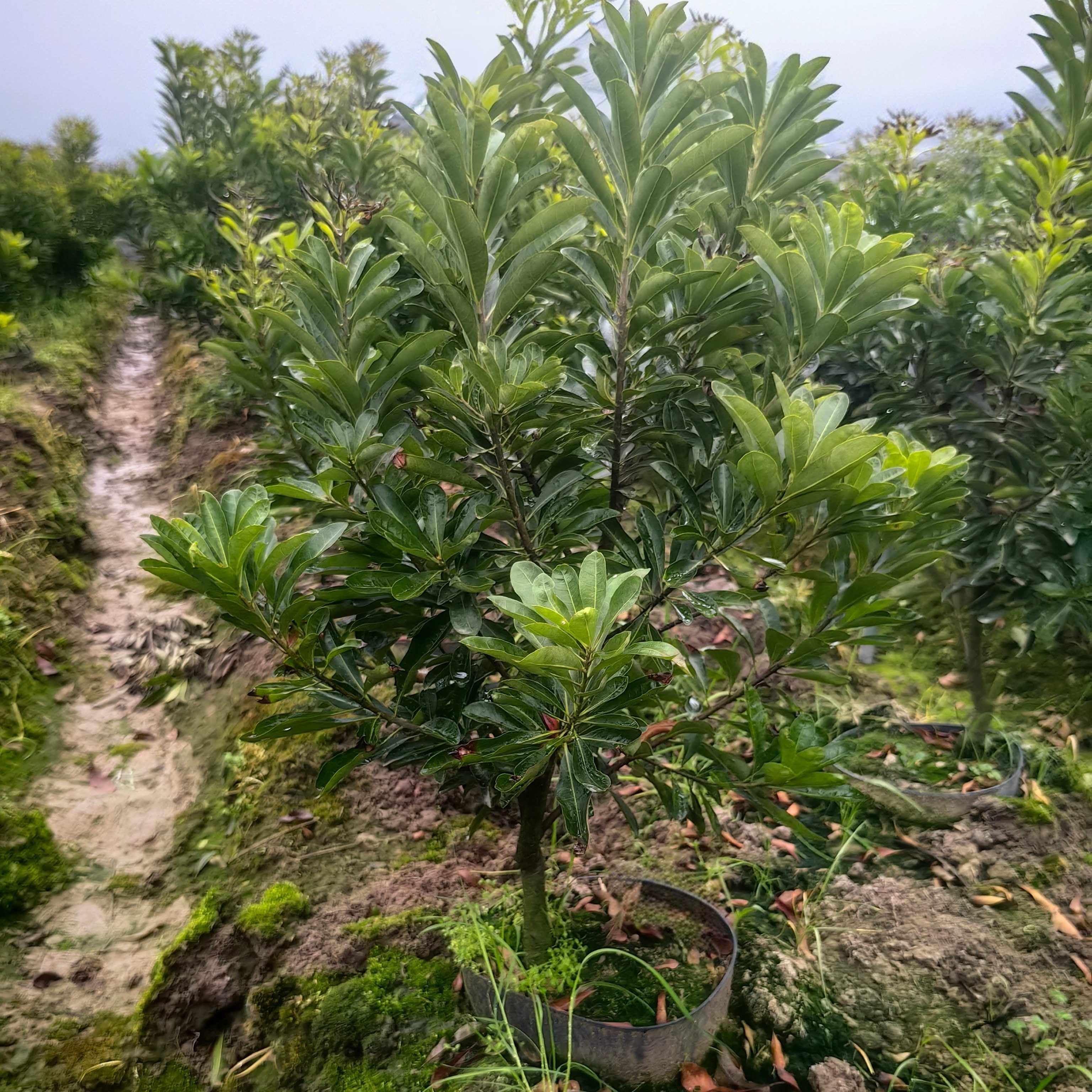 仙居水晶白杨梅嫁接苗带土好种