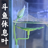 泰国斗鱼休息叶躲避叶睡觉叶专用斗鱼叶子辅助产卵叶子床鱼缸造景